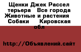 Щенки Джек Рассел терьера - Все города Животные и растения » Собаки   . Кировская обл.